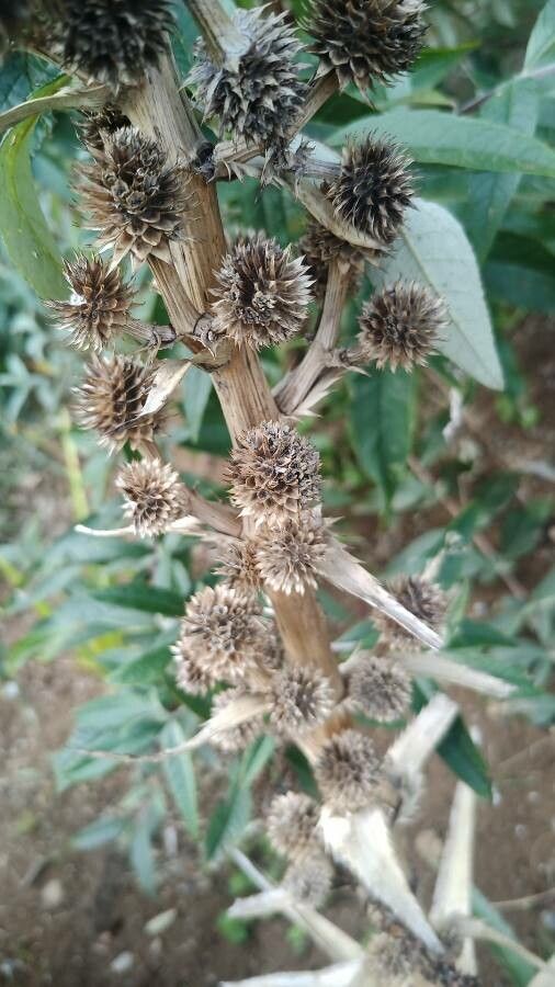 Hechtia epigyna fruit