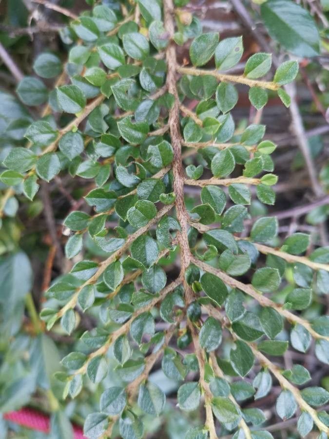 Cotoneaster atropurpureus leaf