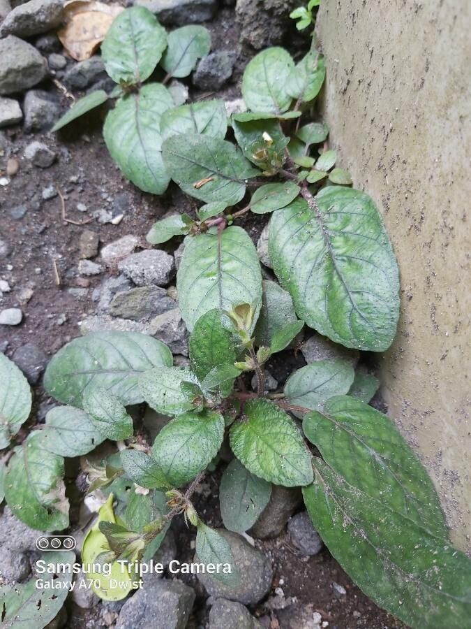 Hemigraphis reptans leaf