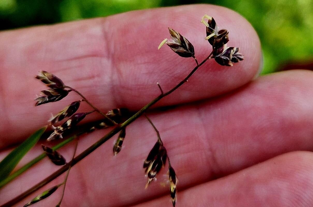 Poa supina flower