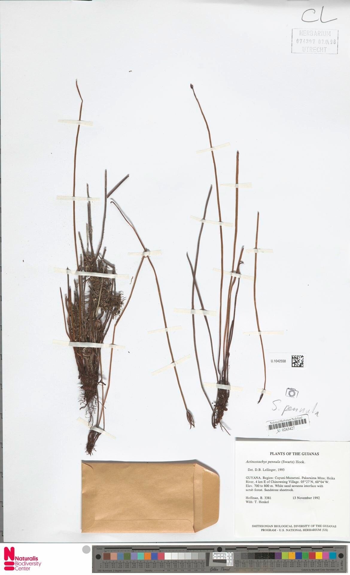 Actinostachys pennula habit