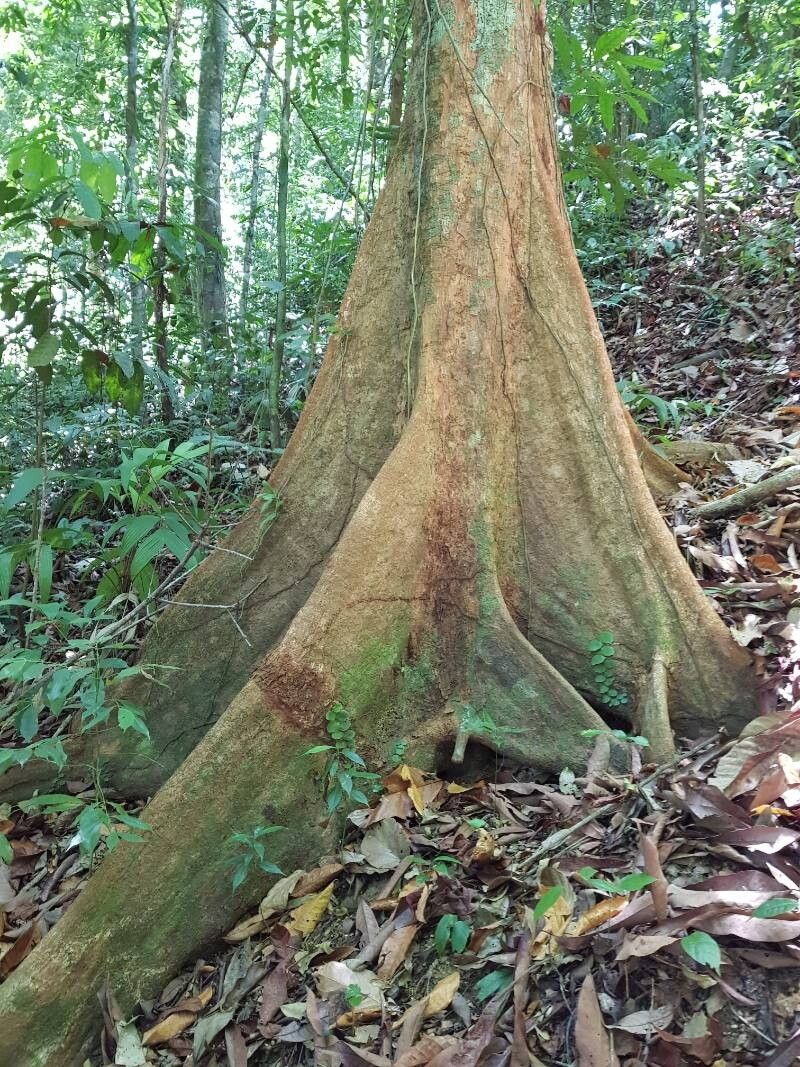 Pouteria spicata bark