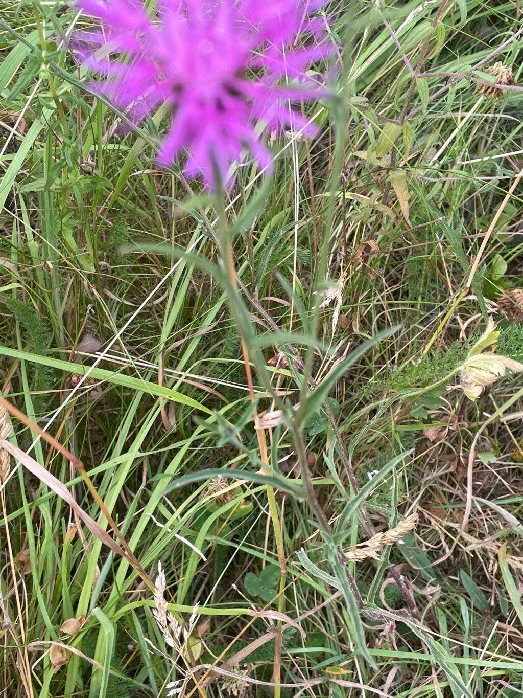 Centaurea debeauxii — houseplant care guide