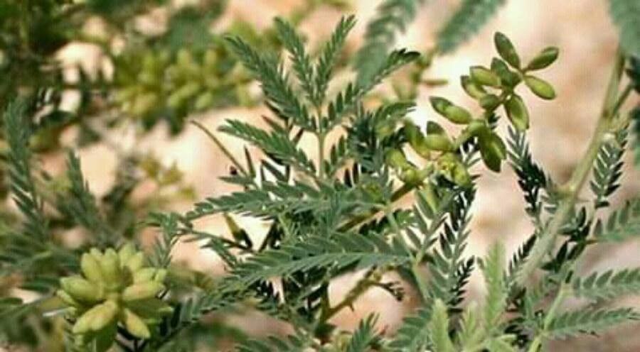 Prosopis farcta — search result for 'Prosopis'