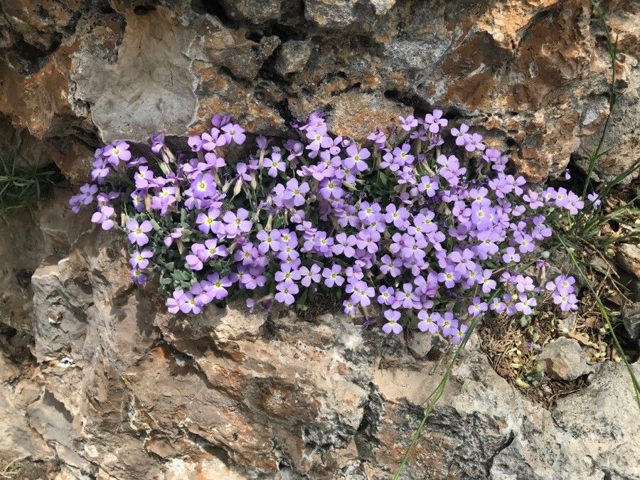 Aubrieta libanotica flower