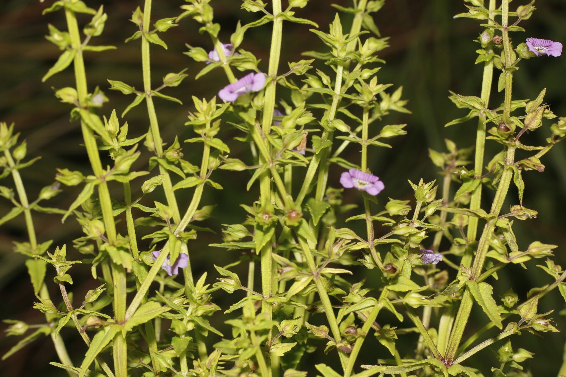 Bacopa laxiflora flower