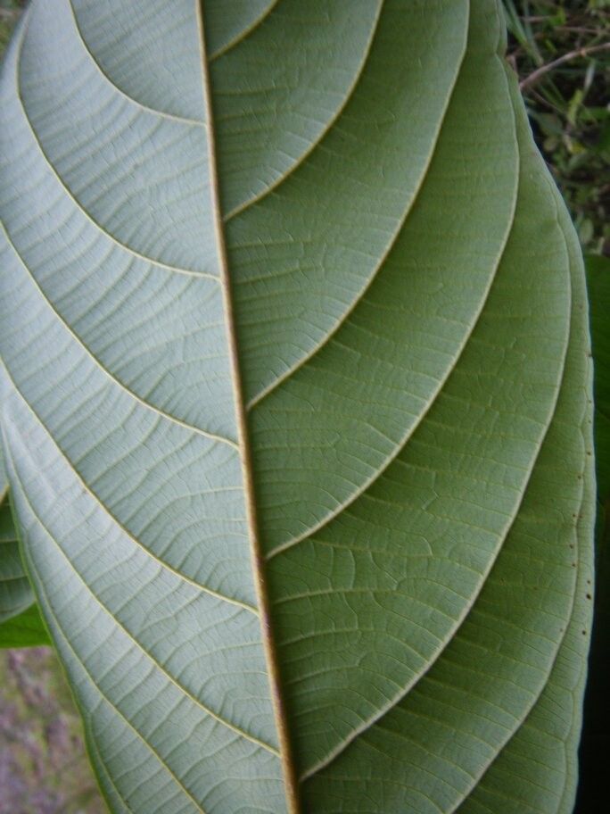 Combretum esteriense — houseplant care guide