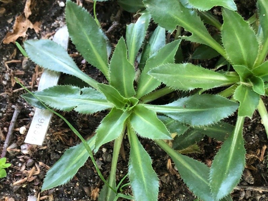 Carthamus rhaponticoides — search result for 'Carthamus'