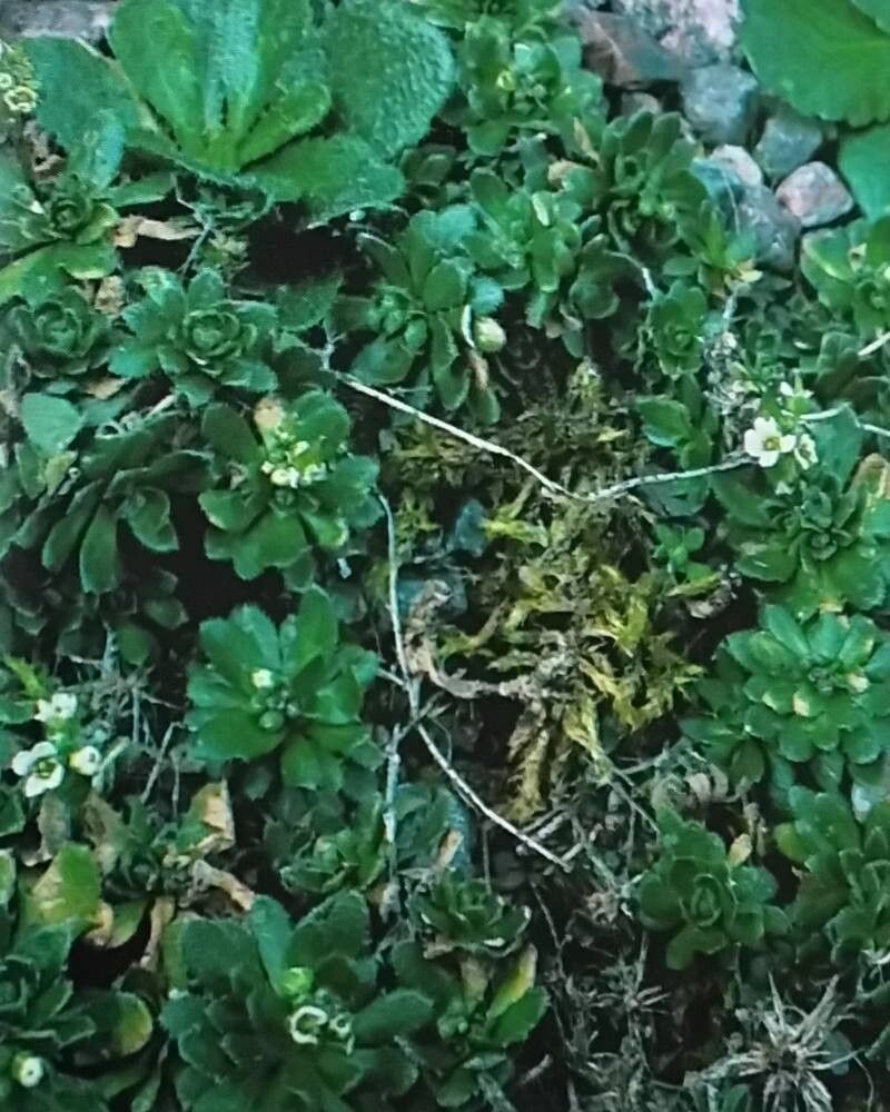 Draba alpina — related species from the same genus