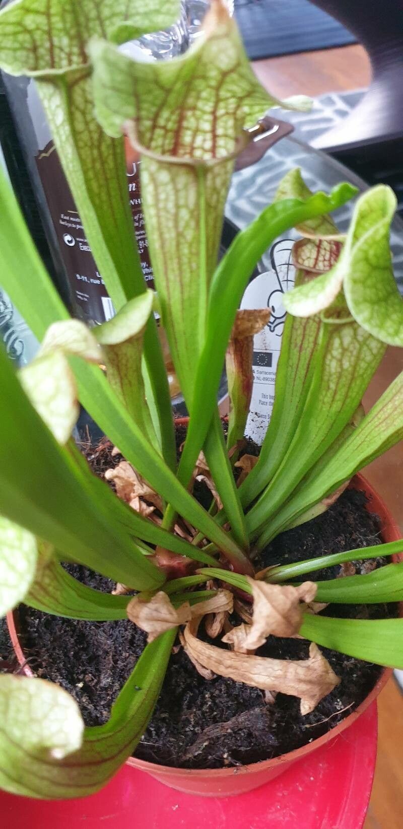 Sarracenia flava bark