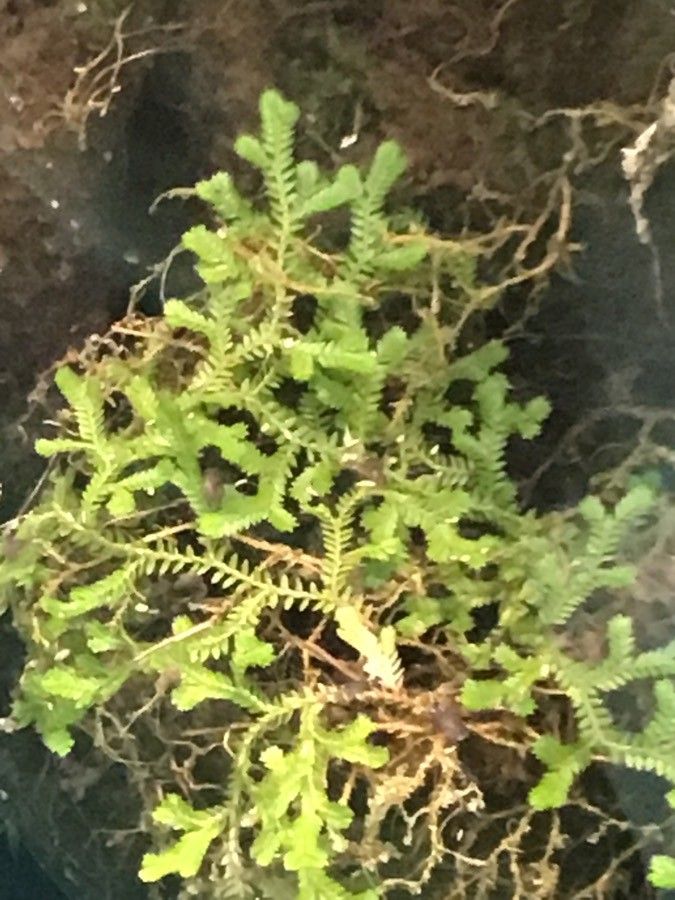 Selaginella uncinata