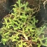 Selaginella uncinata