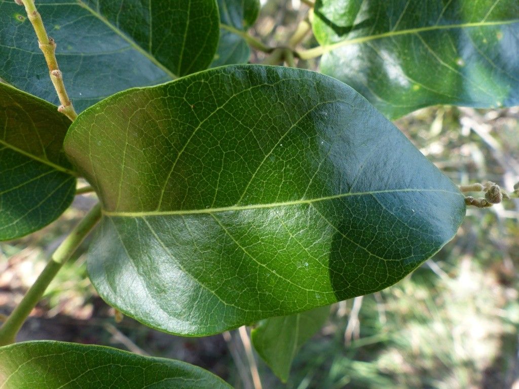 Parsonsia scabra leaf