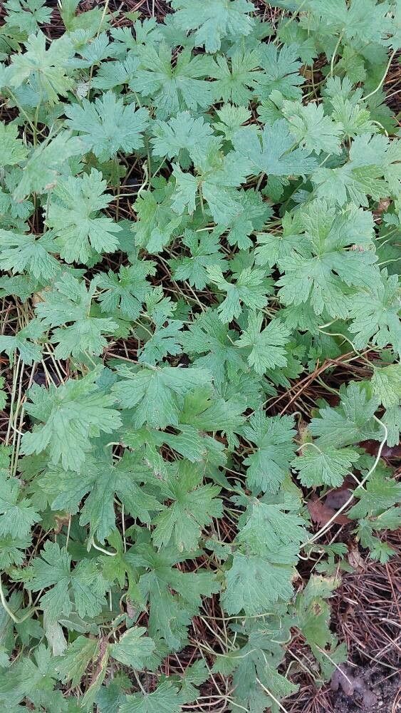 Geranium affine