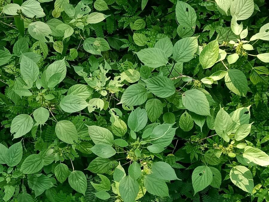 Laportea interrupta — search result for 'Urticaceae'