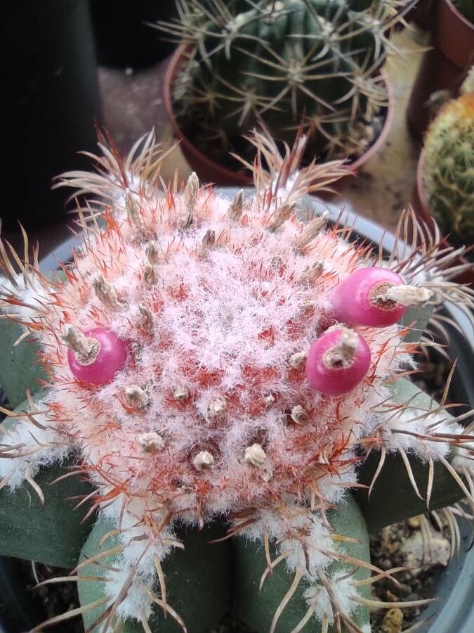 Melocactus matanzanus fruit