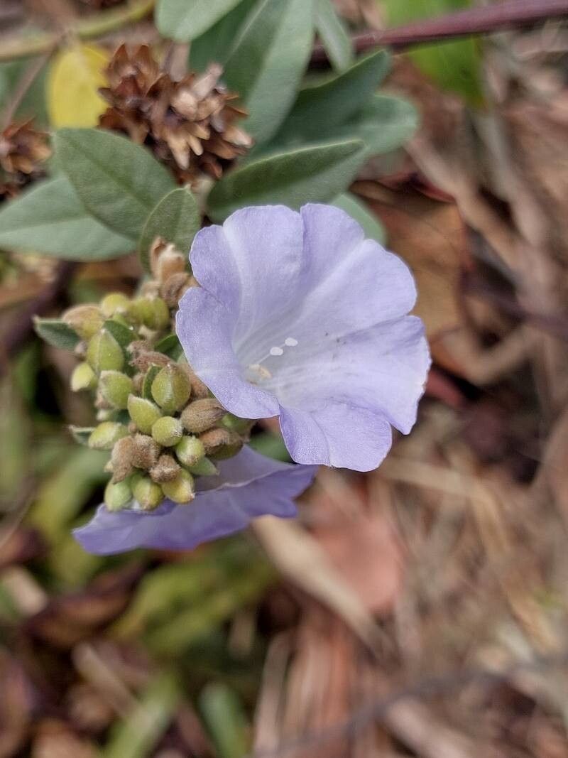 Bonamia spectabilis flower