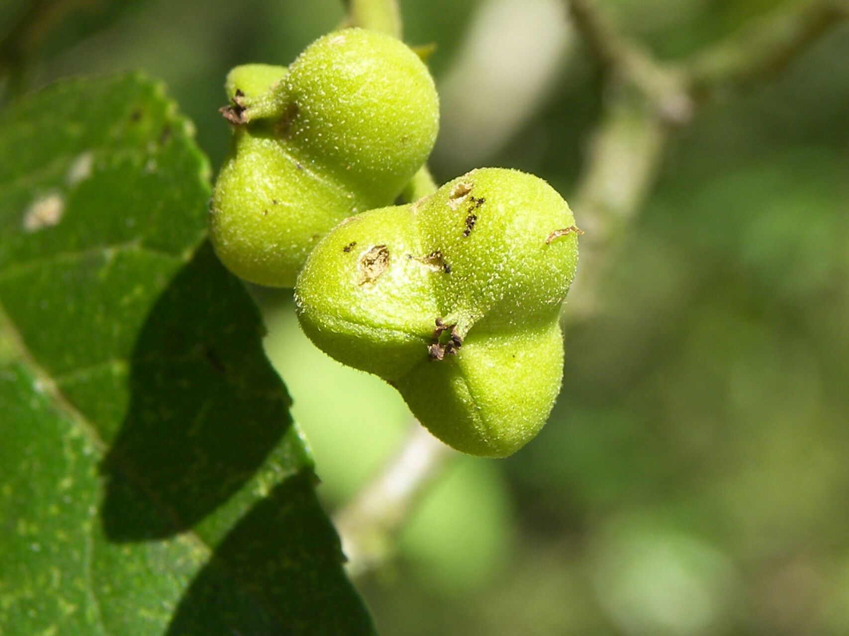 Bernardia dodecandra fruit