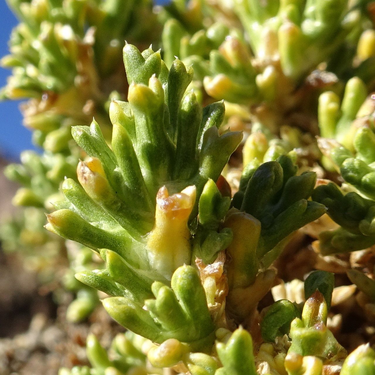 Xenophyllum pseudodigitatum leaf