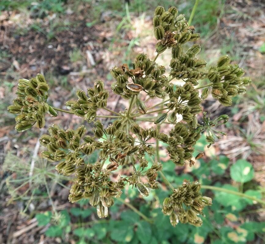 Thapsia nestleri fruit