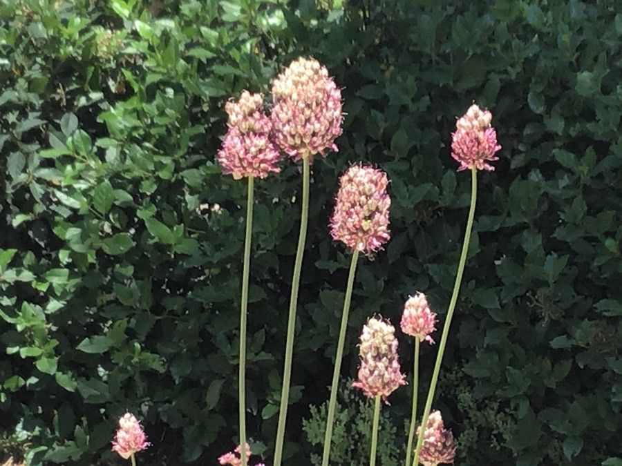 Allium melananthum fruit