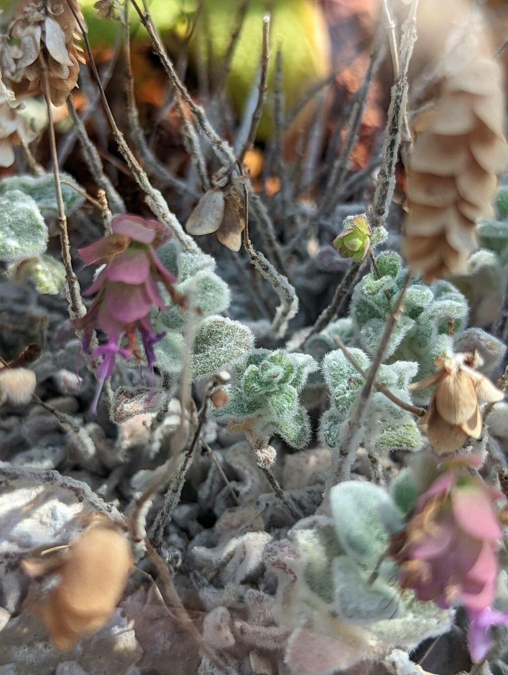 Origanum dictamnus