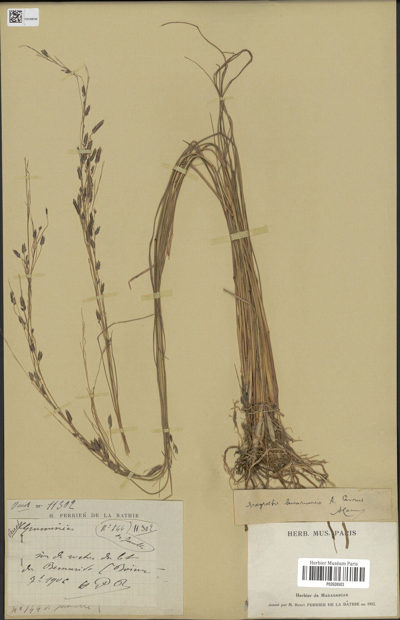 Eragrostis bemarivensis — search result for 'Eragrostis'