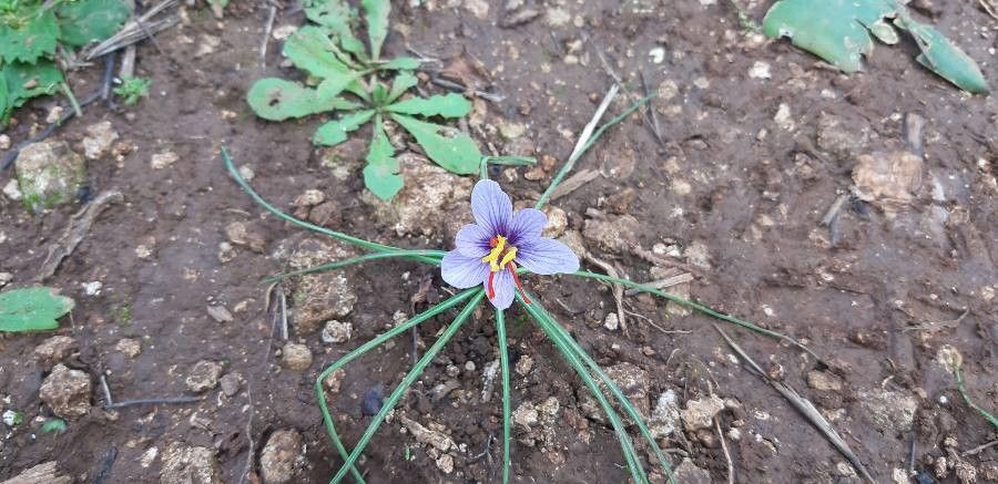 Crocus cartwrightianus — houseplant care guide