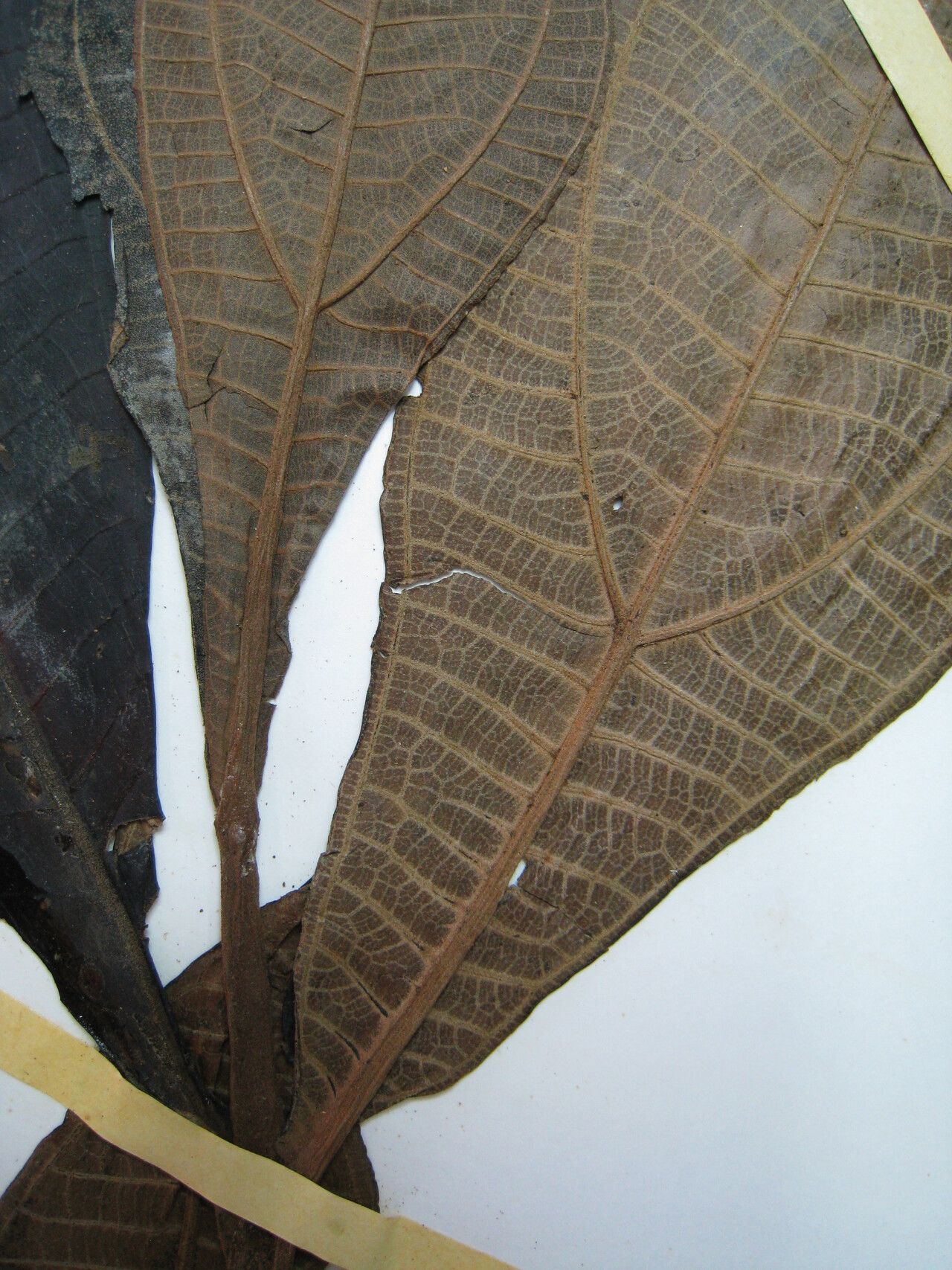 Miconia plukenetii other