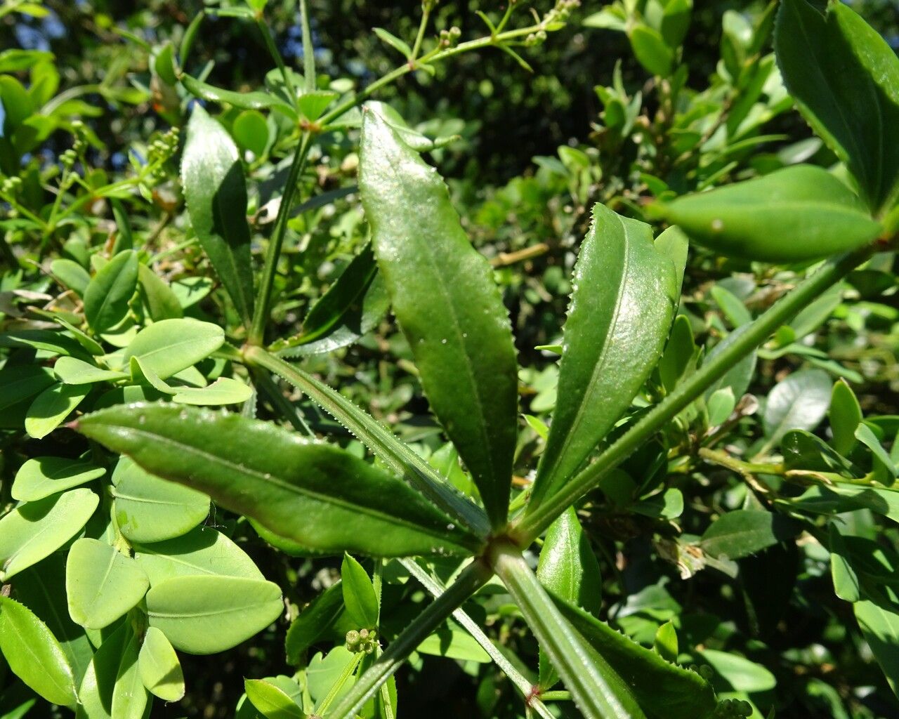 Rubia peregrina leaf