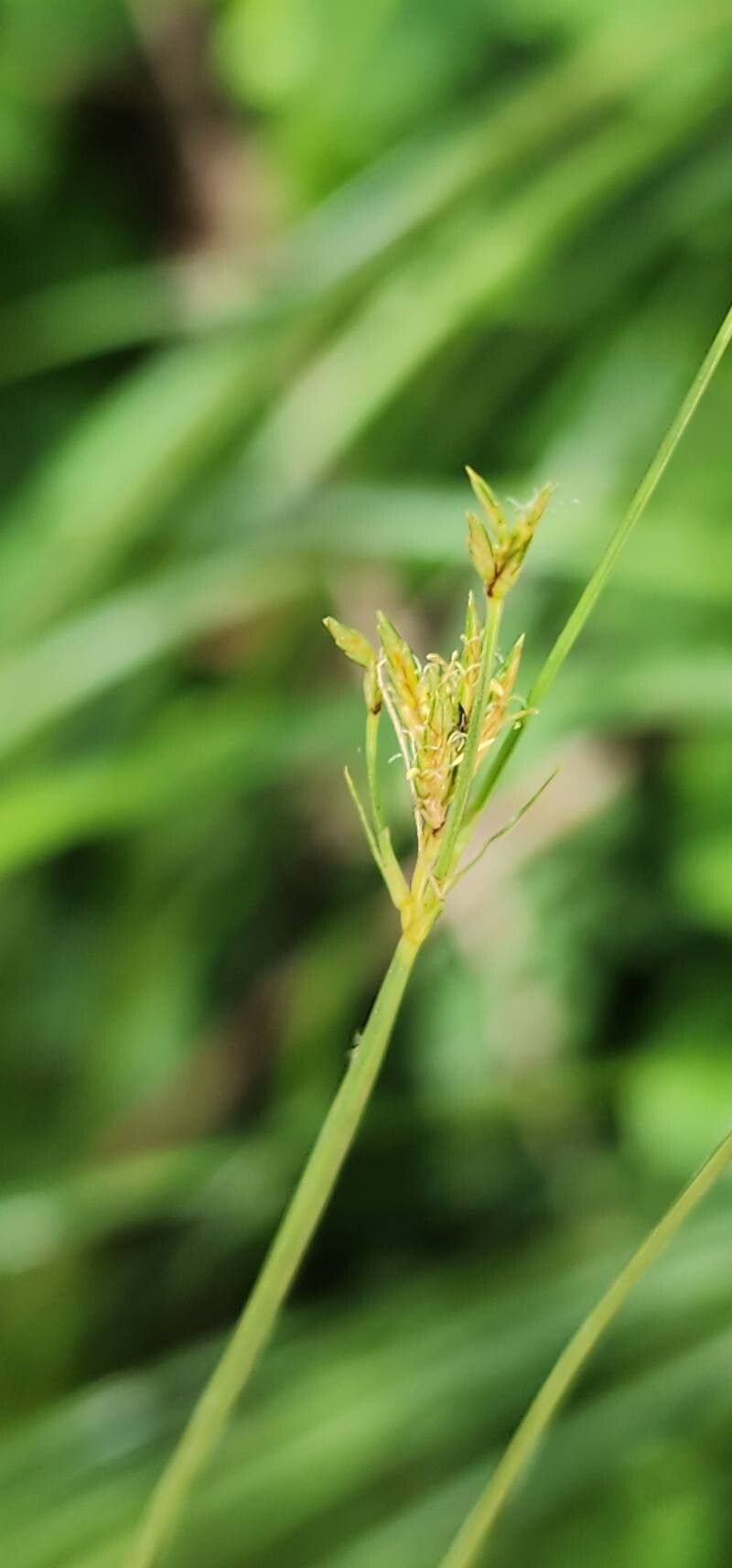 Cyperus serotinus flower