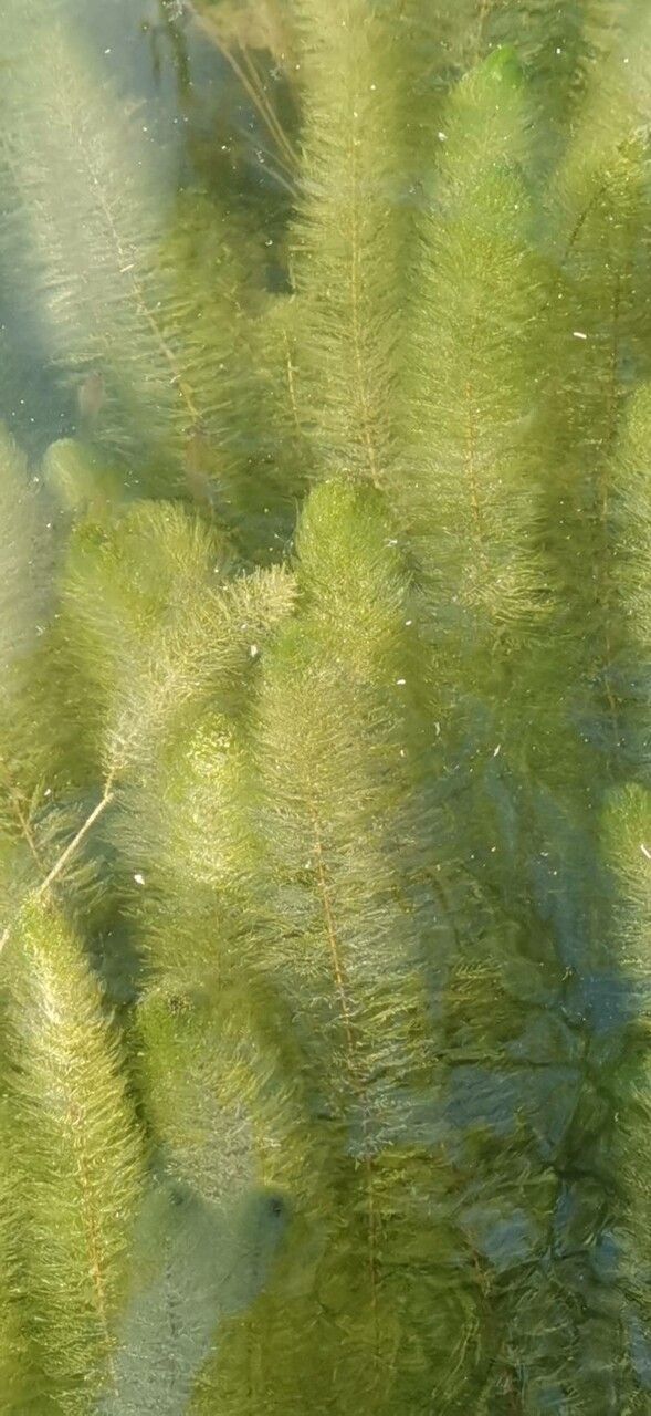Myriophyllum spicatum leaf