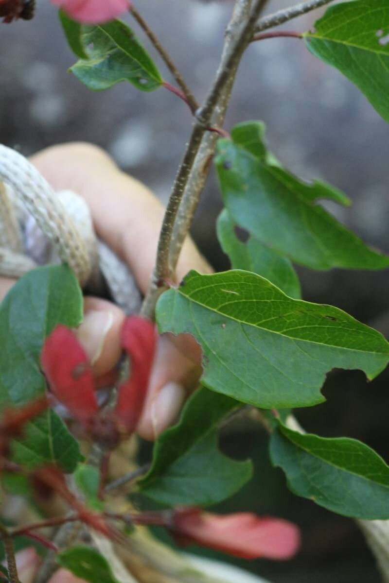 Heteropterys palmeri — houseplant care guide