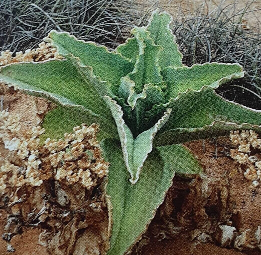 Mesembryanthemum barklyi habit