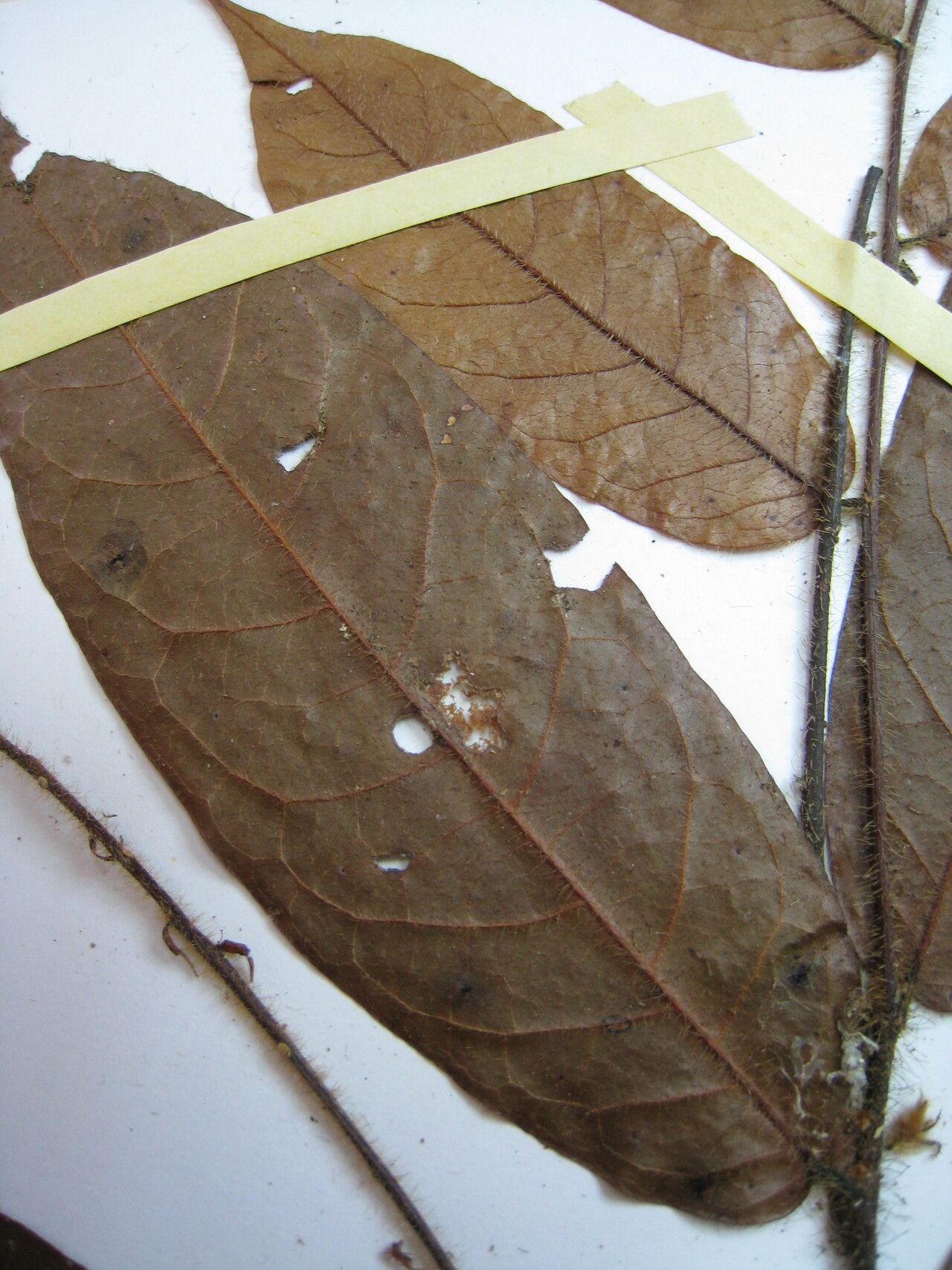 Hirtella hispidula other