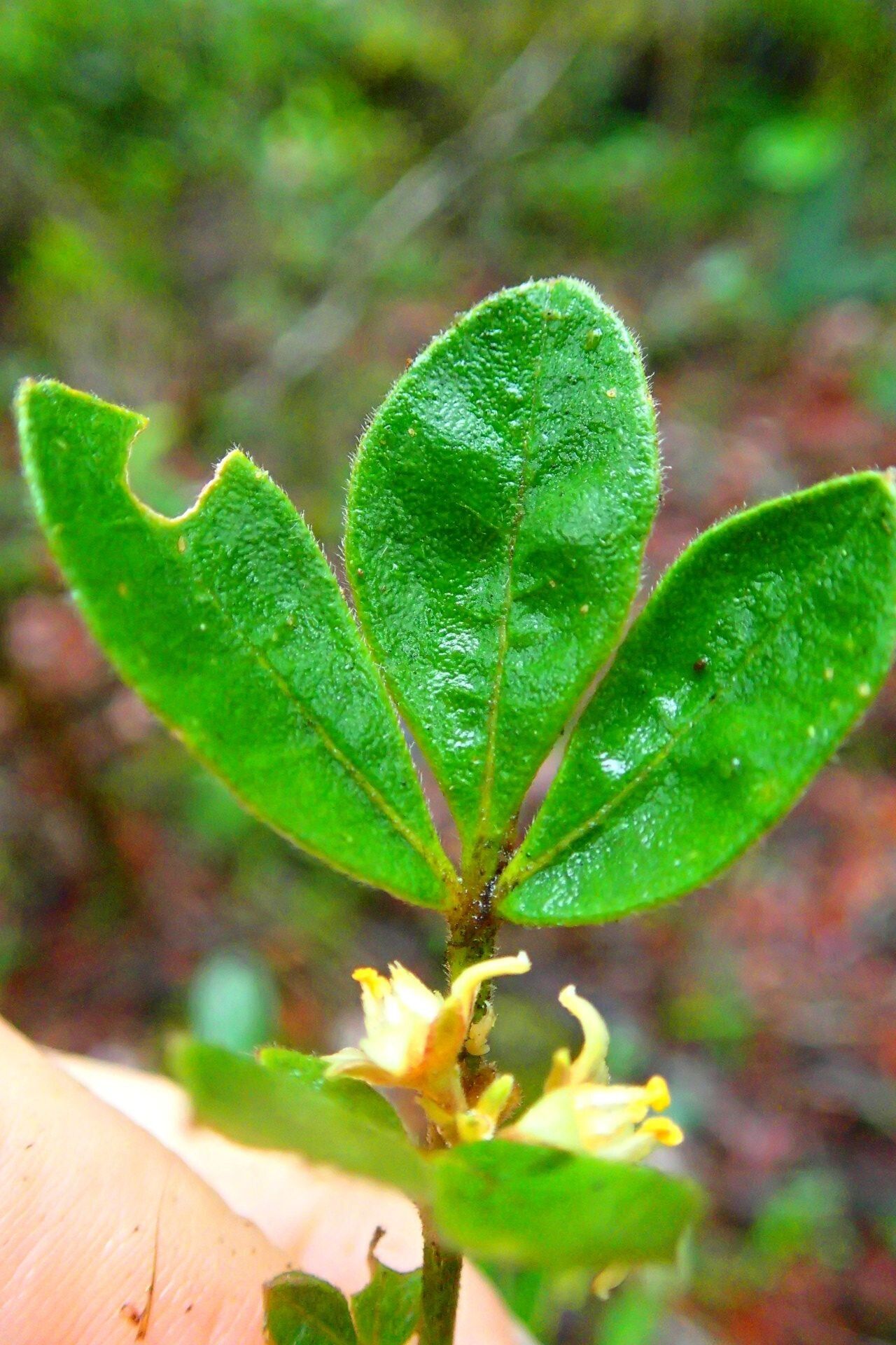 Melicope vieillardii — houseplant care guide