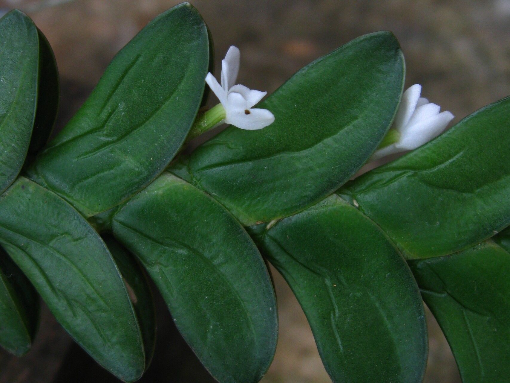 Angraecum aporoides flower