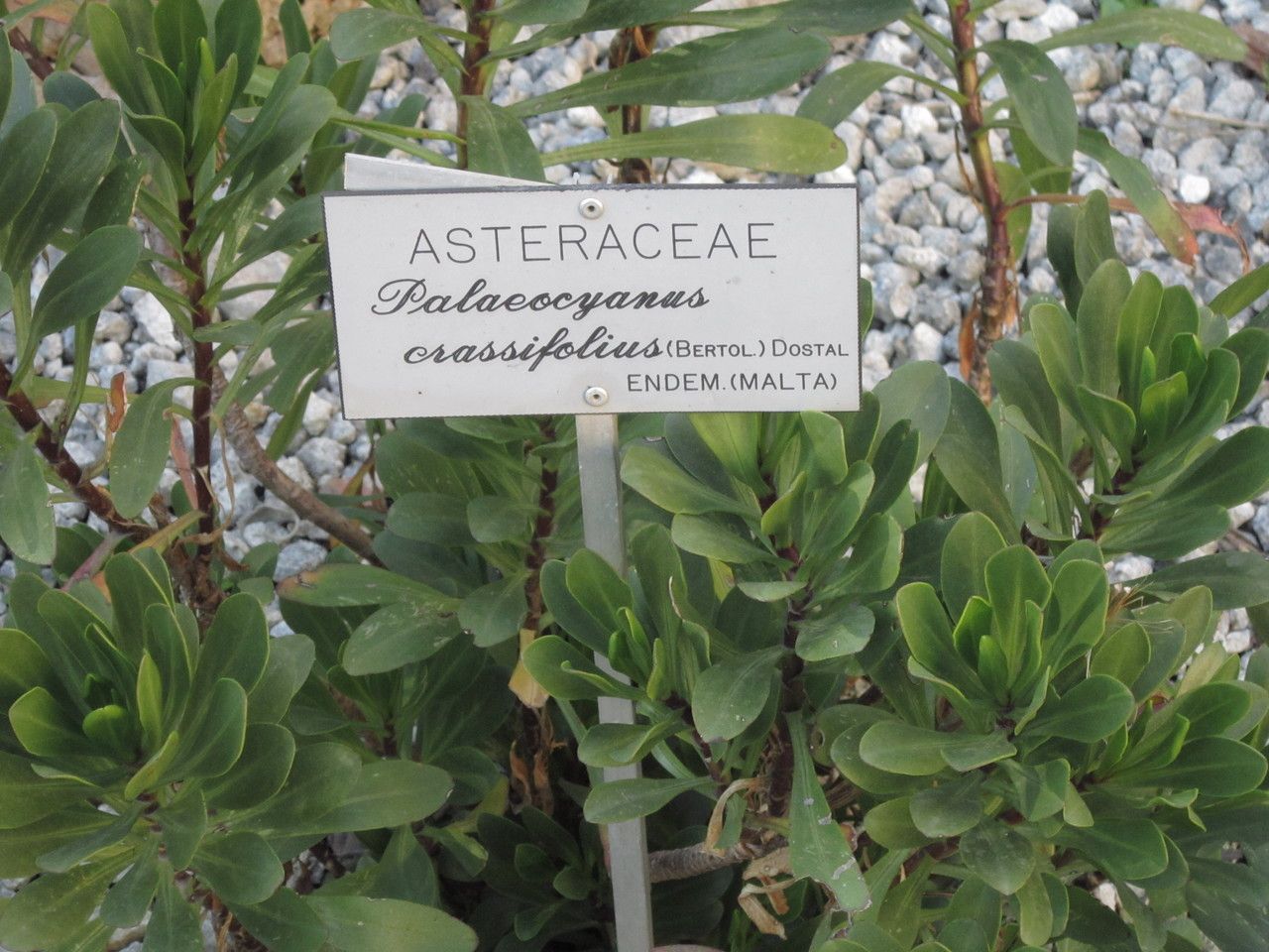 Cheirolophus crassifolius leaf