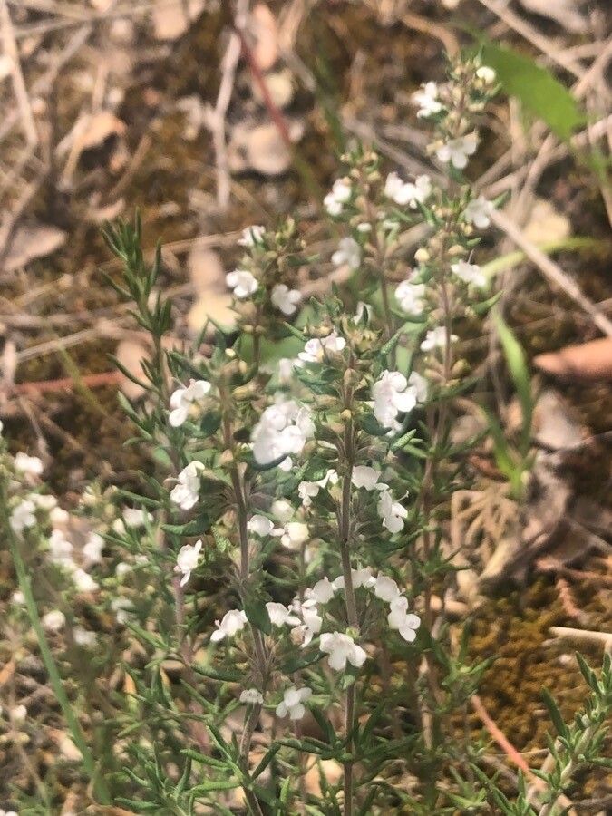 Thymus zygis flower