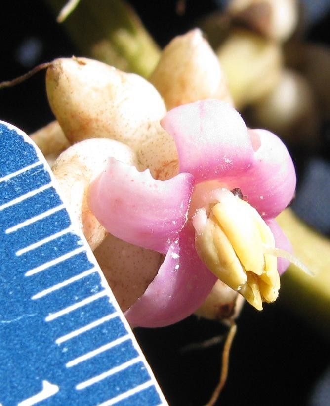 Ardisia furfuracea — houseplant care guide