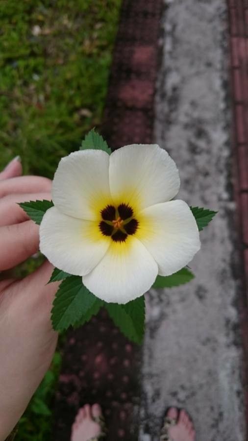 Turnera subulata flower