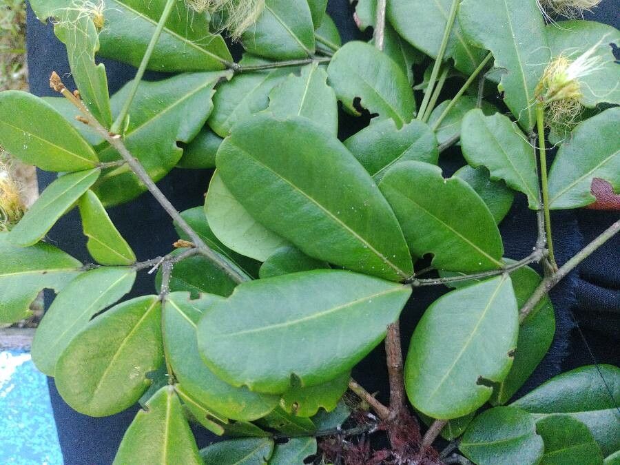 Abarema filamentosa leaf