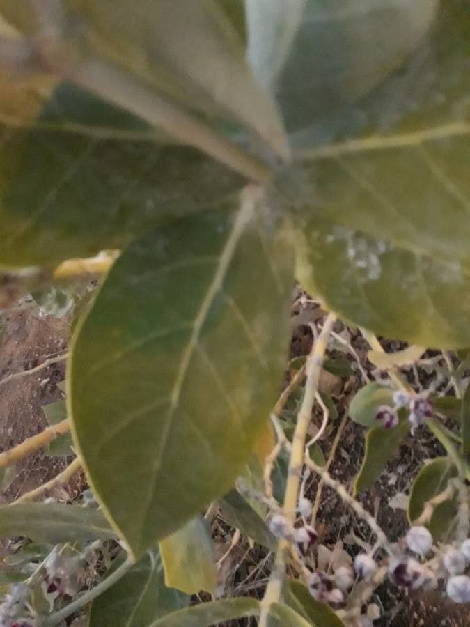 Calotropis procera leaf