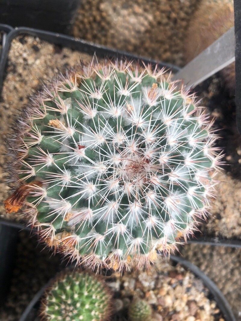 Mammillaria miegiana — houseplant care guide