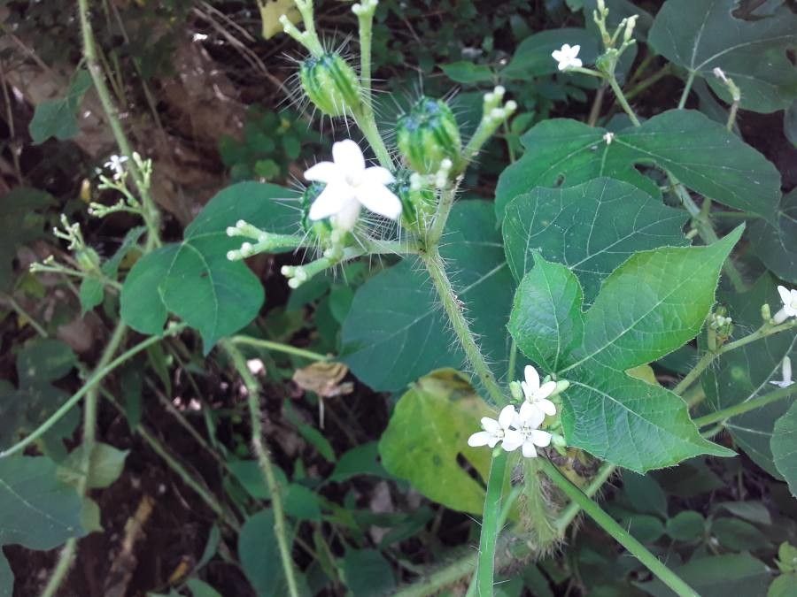 Cnidoscolus urens — search result for 'Euphorbiaceae'