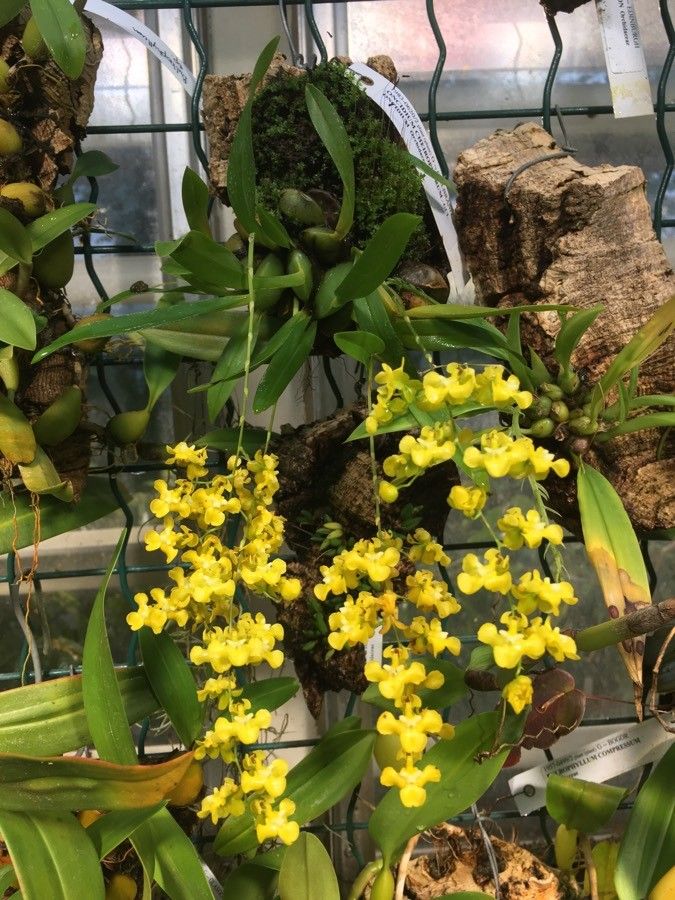 Oncidium cheirophorum habit