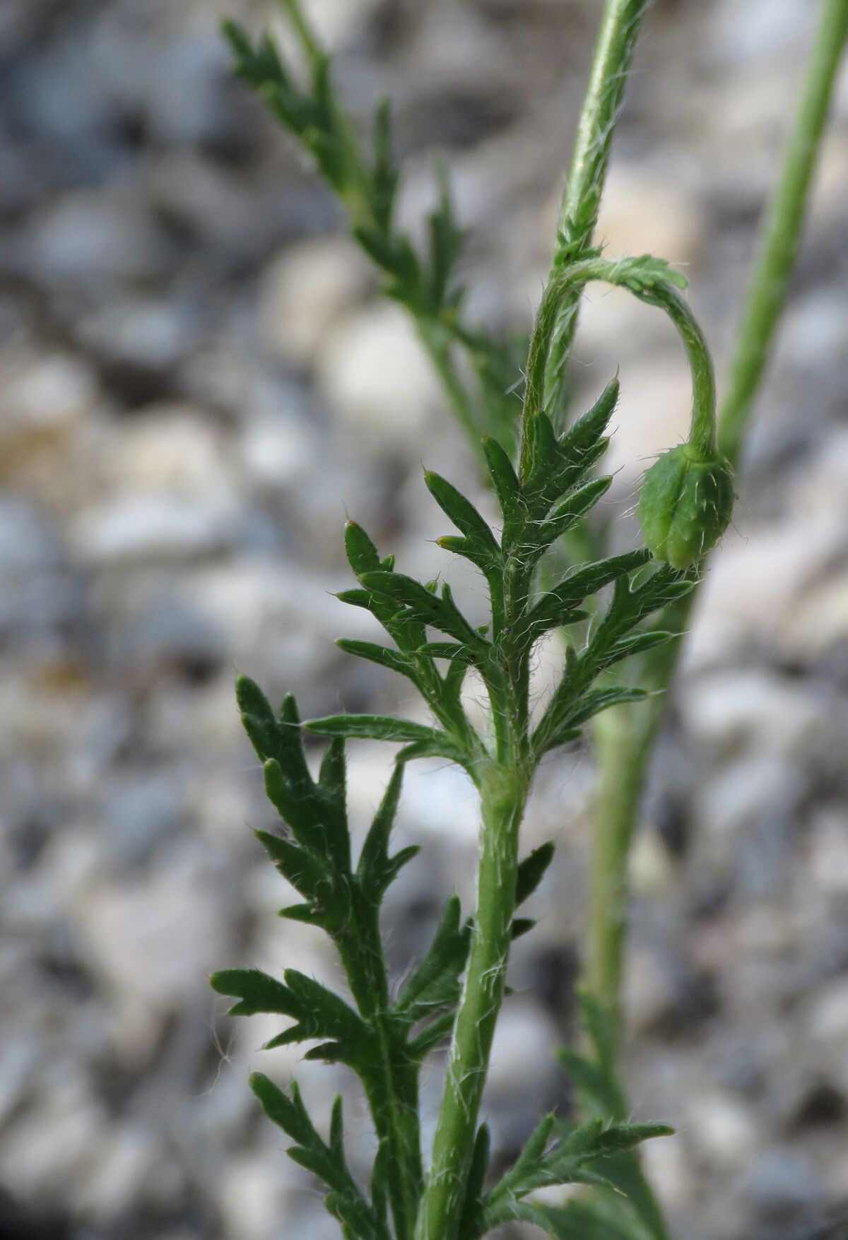 Papaver argemone leaf