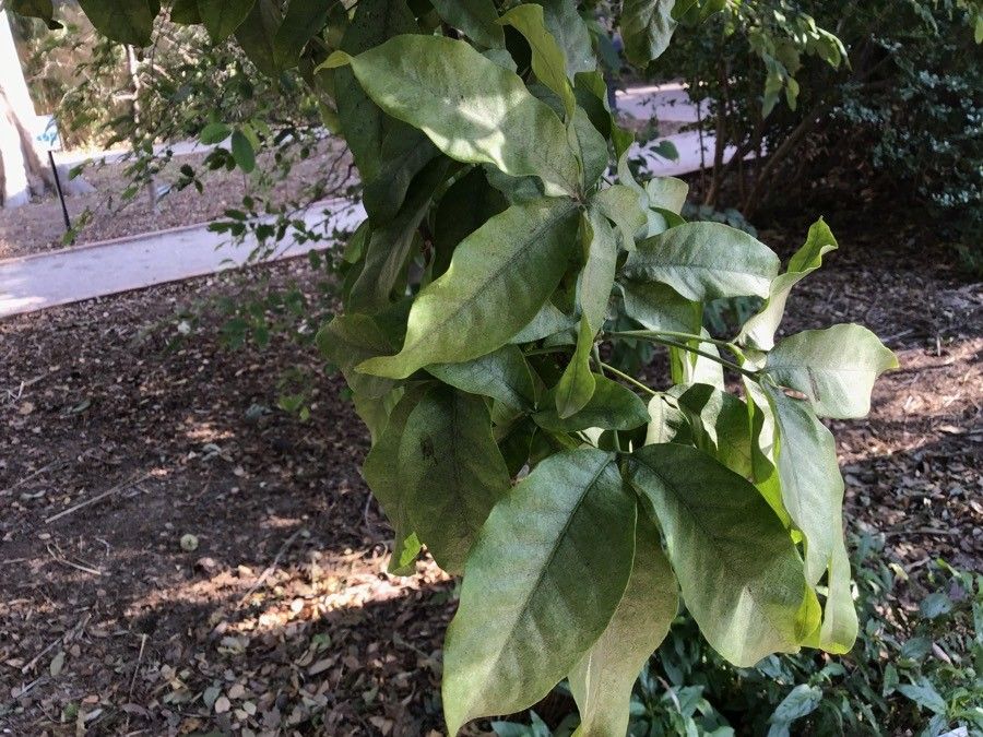 Manilkara zapota — search result for 'Tropical evergreen'