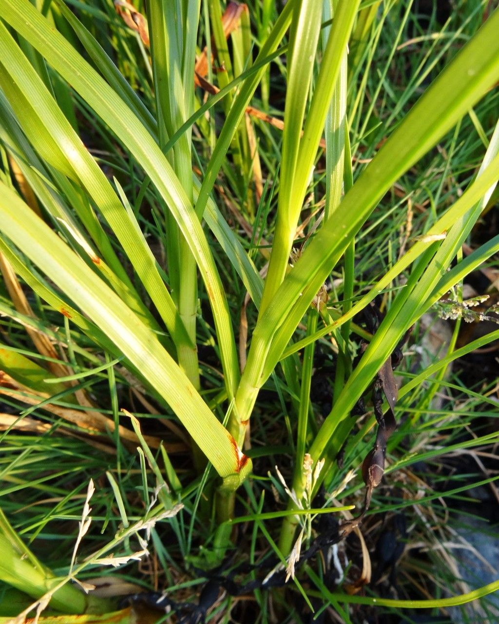 Carex subspathacea leaf