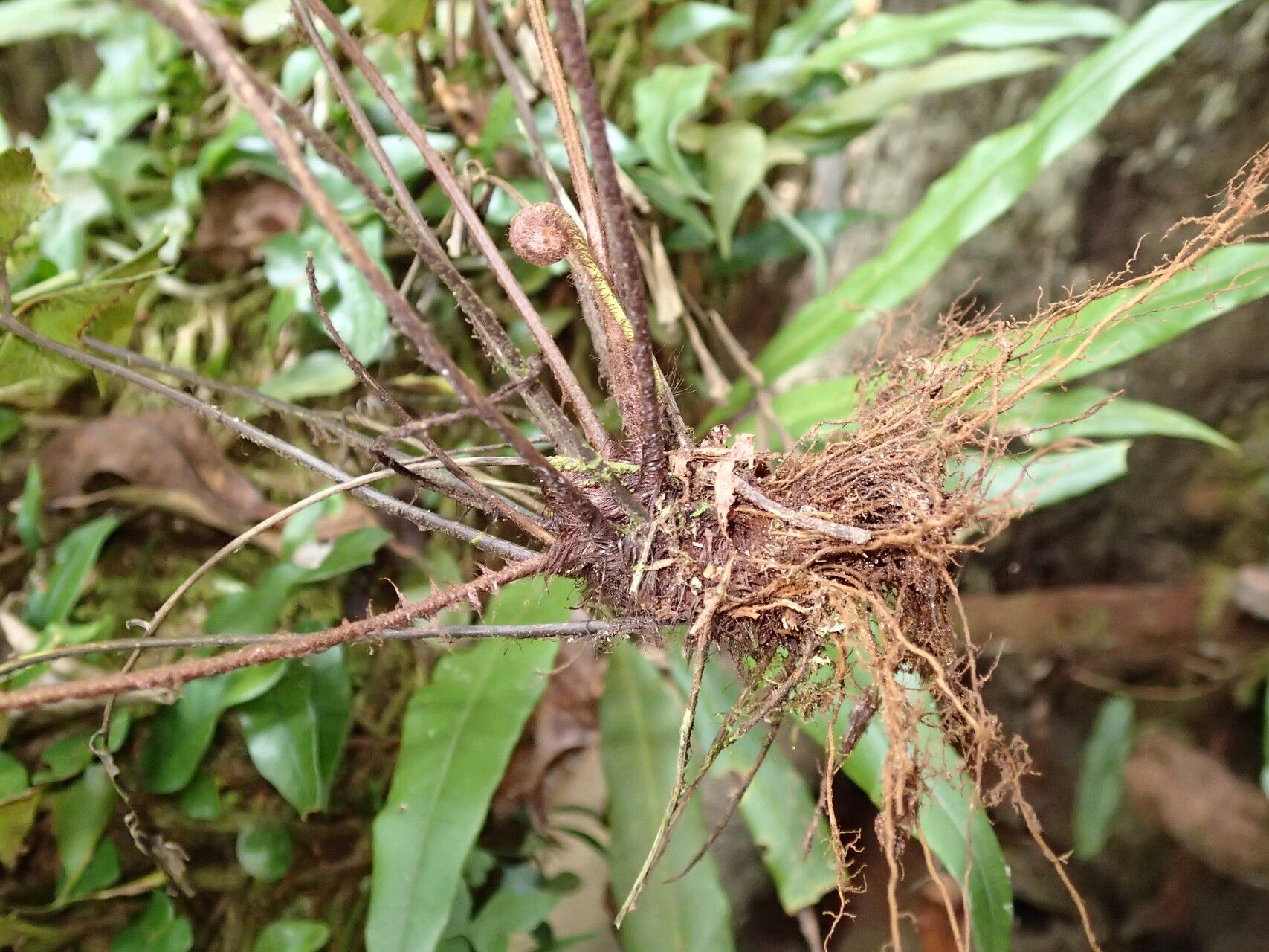 Asplenium laurentii other